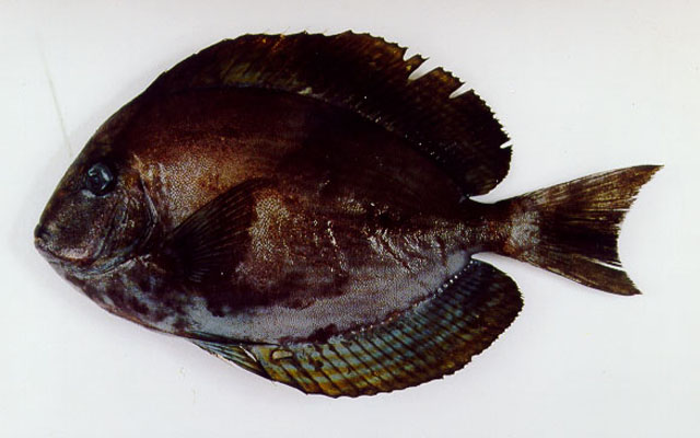 Acanthurus mata
