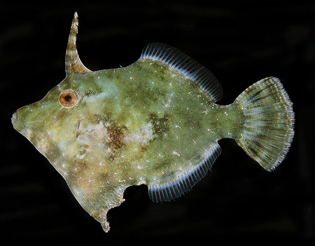 Acreichthys tomentosus