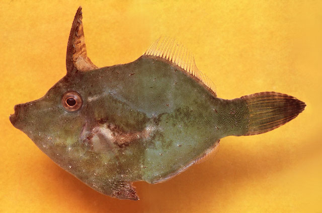 Acreichthys tomentosus