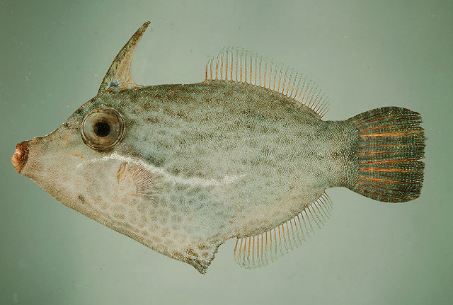 Acreichthys tomentosus