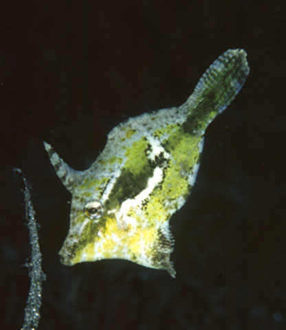 Acreichthys tomentosus