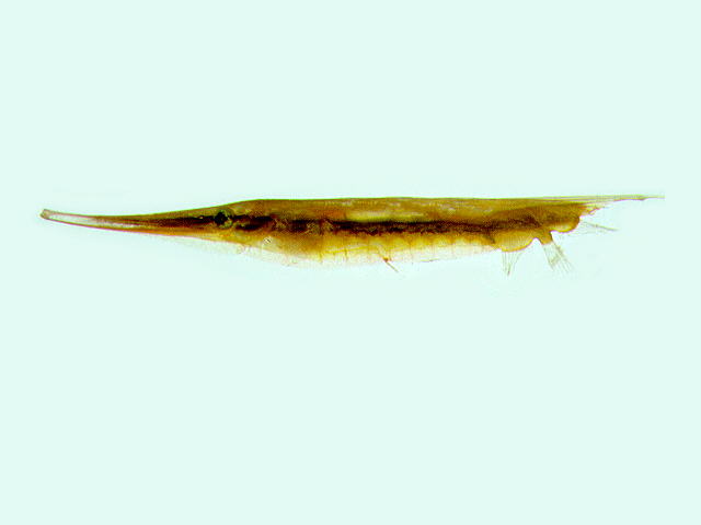 Aeoliscus strigatus
