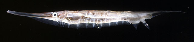 Aeoliscus strigatus