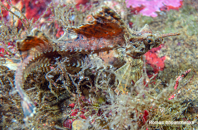 Agonomalus proboscidalis