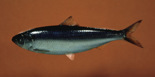 Alaes_u0.jpg