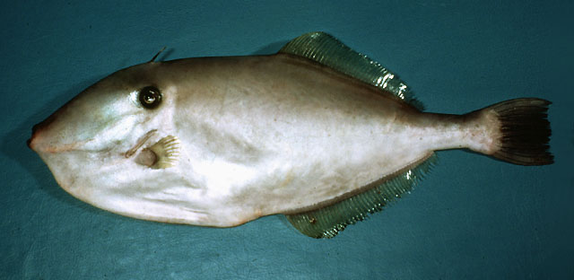 Aluterus monoceros