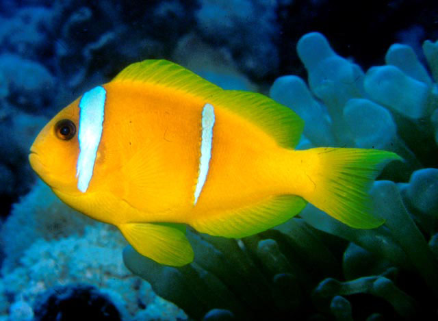 Amphiprion bicinctus