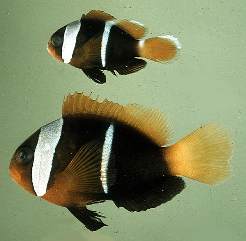 Amphiprion melanopus