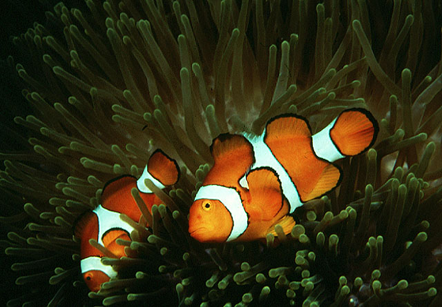 Amphiprion percula