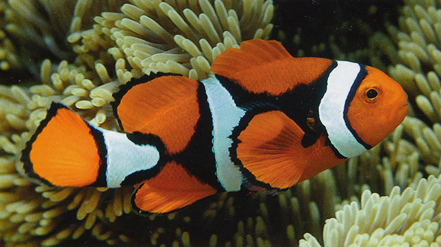 Amphiprion percula