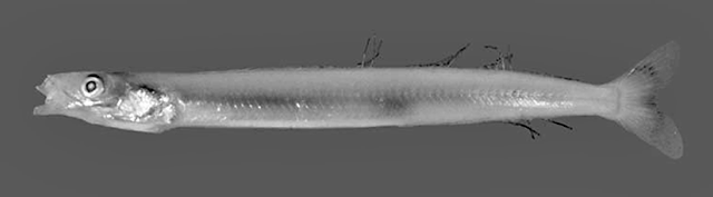Ammodytoides praematura