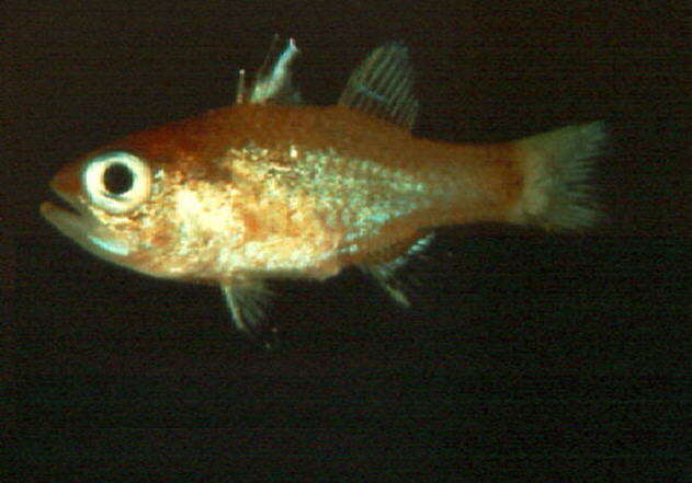 Apogon quadrisquamatus