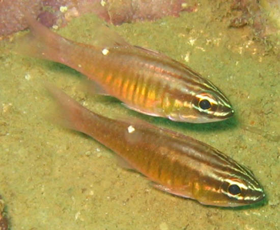 Ostorhinchus moluccensis