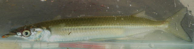 Arrhamphus sclerolepis