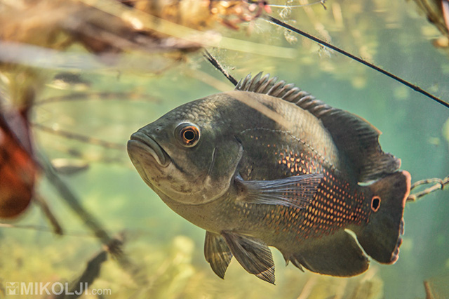 Astronotus mikoljii