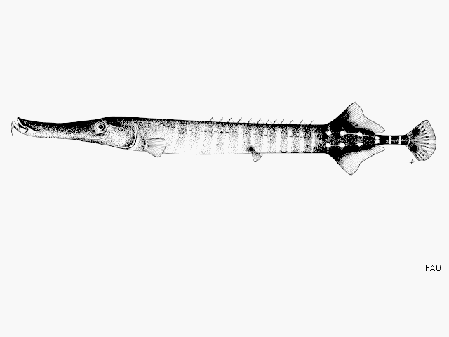 Aulostomus chinensis