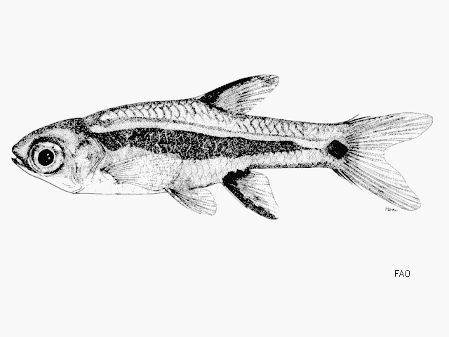 Boraras urophthalmoides