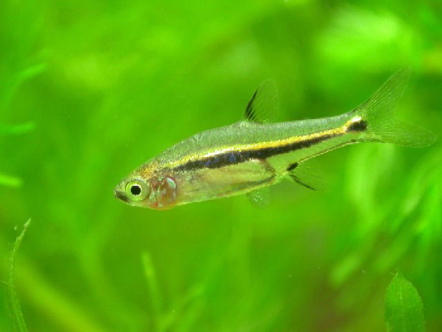 Boraras urophthalmoides