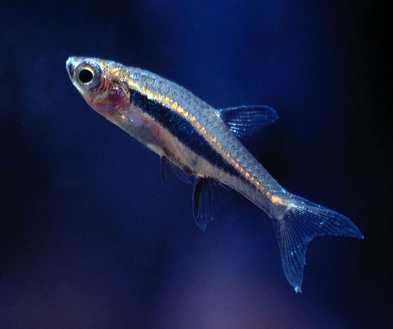 Boraras urophthalmoides