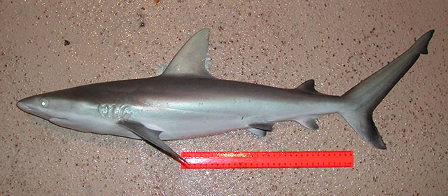 Carcharhinus amblyrhynchos
