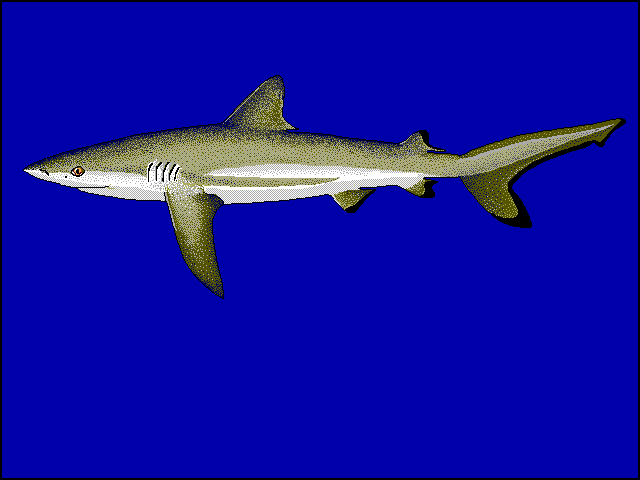 Carcharhinus amblyrhynchos