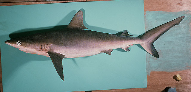 Carcharhinus amblyrhynchos