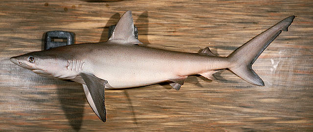 Carcharhinus amblyrhynchos