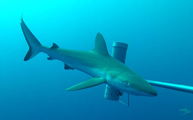 Carcharhinus amblyrhynchos