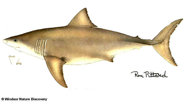 Carcharodon carcharias