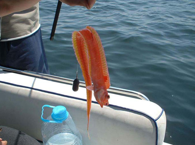 Cepola macrophthalma