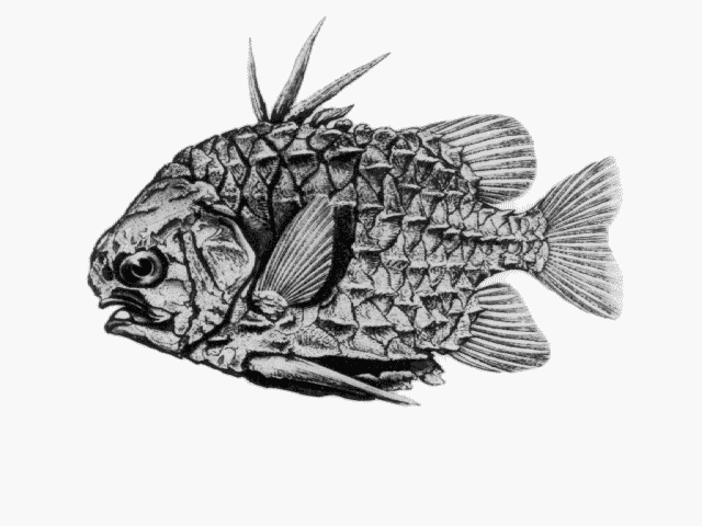 Cleidopus gloriamaris