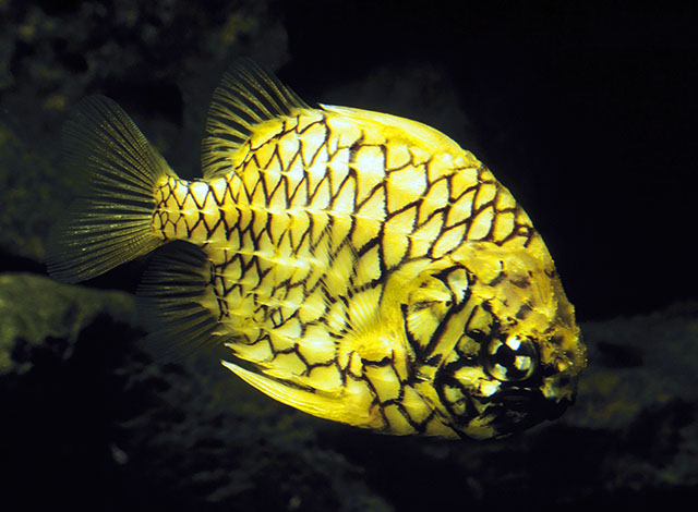 Cleidopus gloriamaris