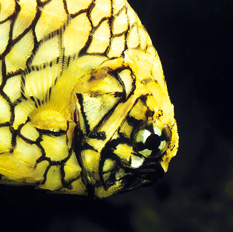 Cleidopus gloriamaris