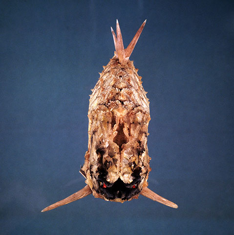 Cleidopus gloriamaris