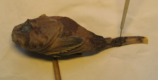 Cottunculus microps