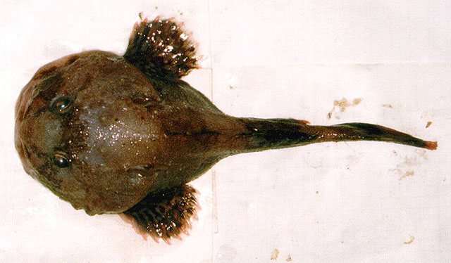 Cottunculus microps