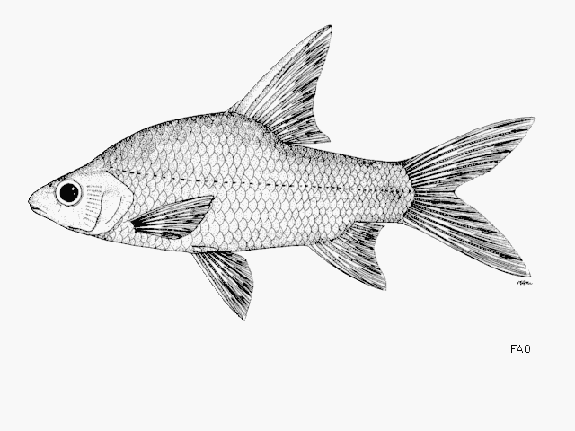 Cyclocheilichthys lagleri