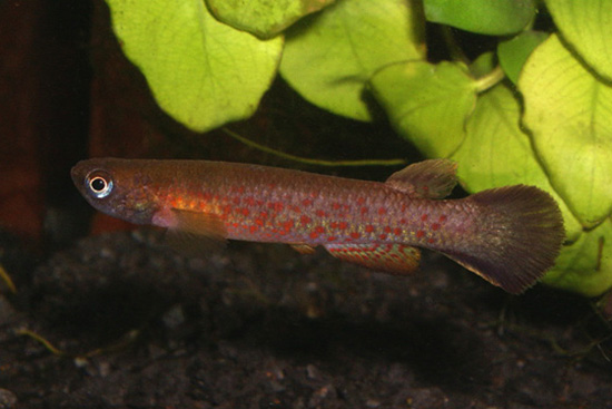 Cynodonichthys rubripunctatus