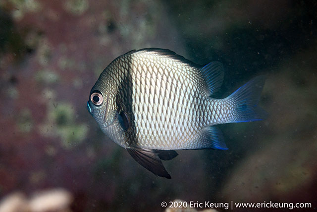 Dascyllus reticulatus