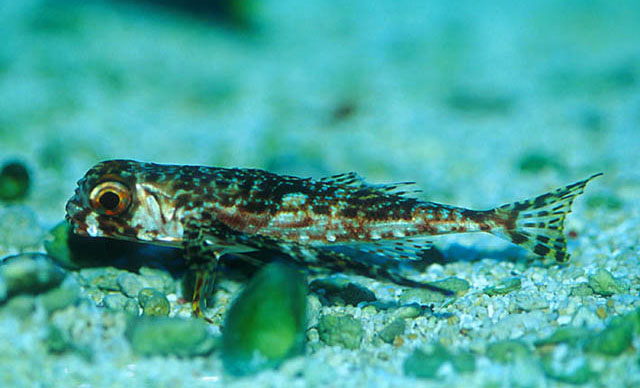 Dactylopterus volitans