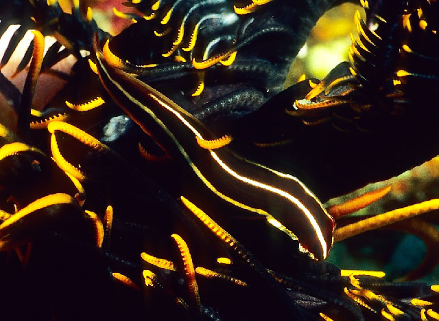 Discotrema crinophilum