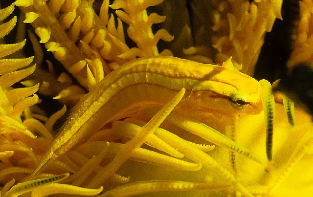 Discotrema monogrammum