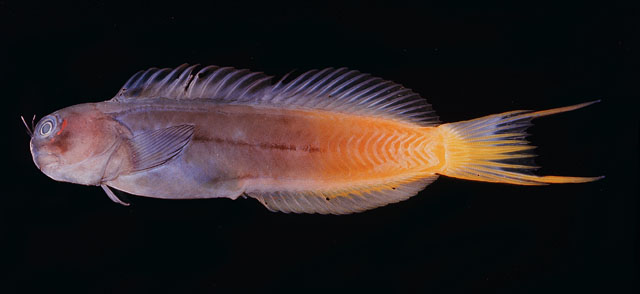 Ecsenius bicolor