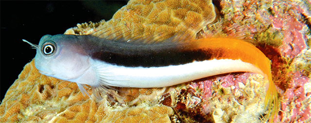 Ecsenius bicolor