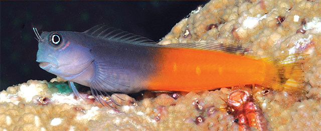 Ecsenius bicolor