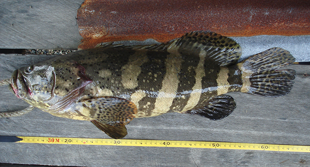 Epinephelus quinquefasciatus