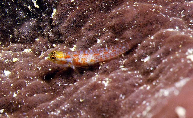 Eviota rubrisparsa