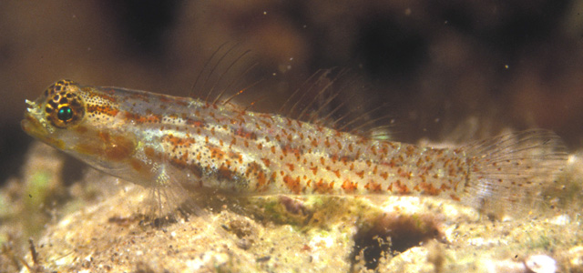 Eviota rubrisparsa