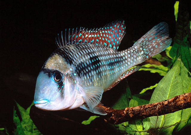 Gymnogeophagus gymnogenys