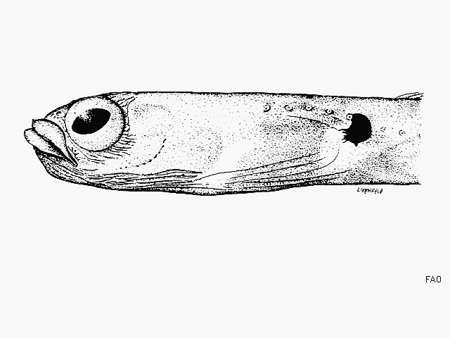 Heteroconger canabus